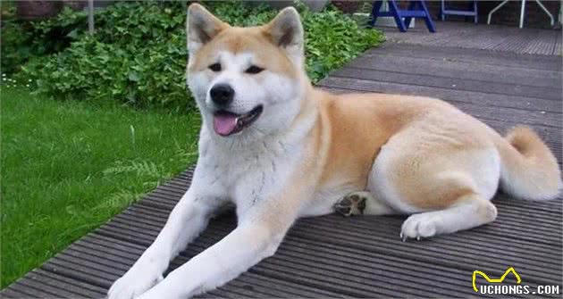 日本不光有柴犬和秋田,这类狗继承了狼血,全球仅剩300只!