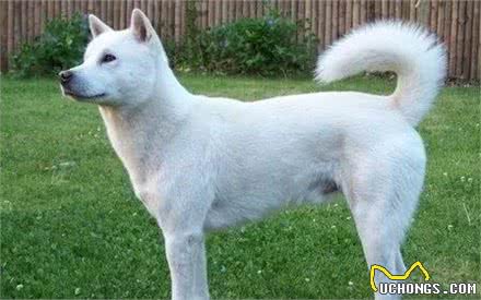 日本不光有柴犬和秋田,这类狗继承了狼血,全球仅剩300只!