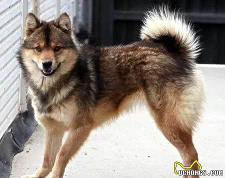 日本不光有柴犬和秋田,这类狗继承了狼血,全球仅剩300只!