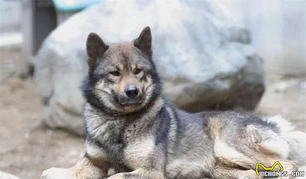 日本不光有柴犬和秋田,这类狗继承了狼血,全球仅剩300只!