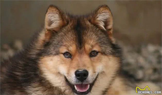 日本不光有柴犬和秋田,这类狗继承了狼血,全球仅剩300只!