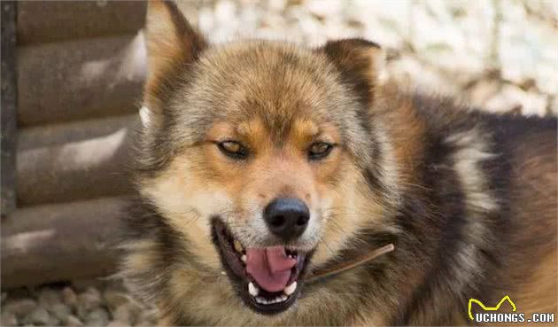 日本不光有柴犬和秋田,这类狗继承了狼血,全球仅剩300只!