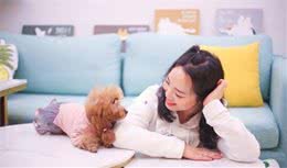 纯种“泰迪犬”的6大特点，你家泰迪犬纯吗？