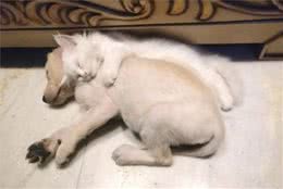 狗狗病毒性传染病的“老二”细小