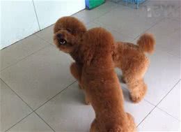 警犬技术员教你，如何处置好新老狗的关系？