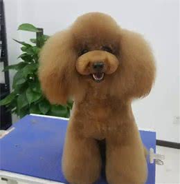自己在家给小泰迪犬修剪美容！