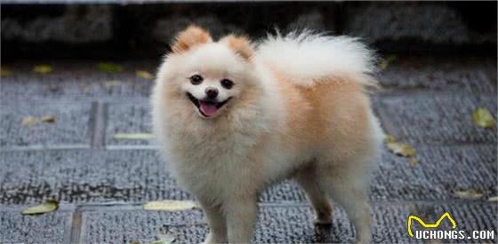 怎样挑选“纯种”的博美犬？注意这几点，绝对不会买到“假狗”