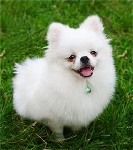 怎样挑选“纯种”的博美犬？注意这几点，绝对不会买到“假狗”