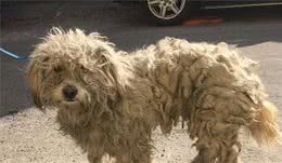 带流浪狗回家后家人气坏了，谁知道现在宠上天了！爱它，不会错！