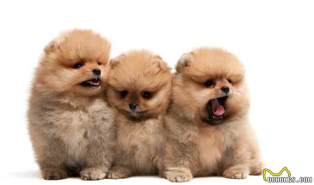 新领养幼犬该做什么和不应做什么？