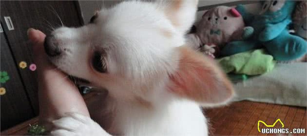家里的狗狗为什么老是喜欢舔人，对主人有危害么？