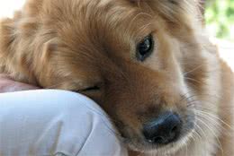 除了犬粮，应当给狗吃什么好？这几种健康食物其实很常见！