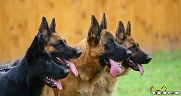 德国牧羊犬曾经很受欢迎，为什么现在饲养它的人越来越少了？