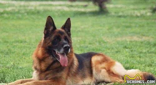 德国牧羊犬曾经很受欢迎，为什么现在饲养它的人越来越少了？