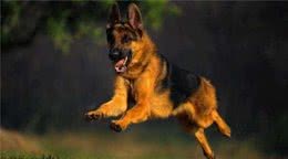 德国牧羊犬曾经很受欢迎，为什么现在饲养它的人越来越少了？