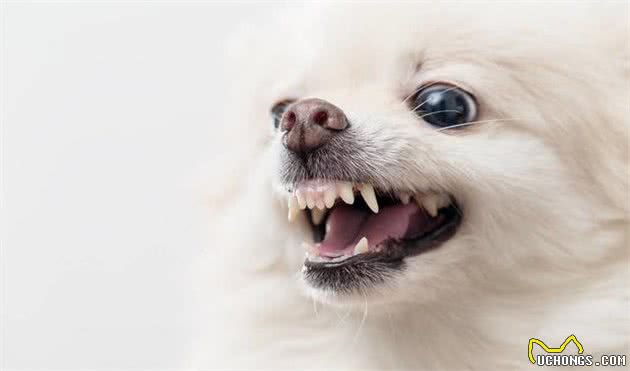 “纯种”博美犬和“串串”博美犬的比拼，谁更好养？