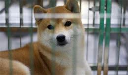 建议大家一定得给狗狗关进“笼子里”，看完你就知道为什么了