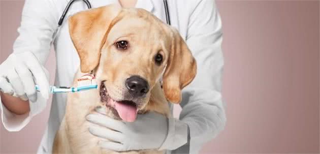 七种常见犬牙齿口腔疾病养狗一定得知道！
