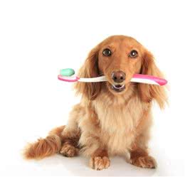七种常见犬牙齿口腔疾病养狗一定得知道！