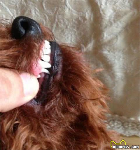 泰迪犬换牙期，主人要做好这5点，牙齿更健康！