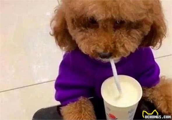 泰迪犬换牙期，主人要做好这5点，牙齿更健康！