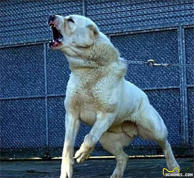 游牧战神无所畏惧—中亚牧羊犬的王道精神