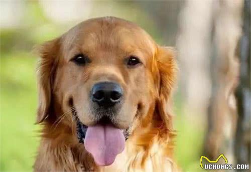 一起来撸狗之智商最高的5种犬