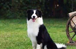 一起来撸狗之智商最高的5种犬