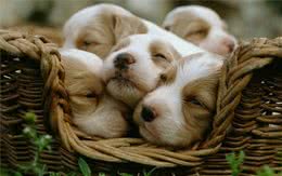 你知道狗狗究竟每天要睡多久吗？