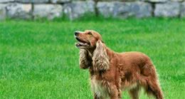带你走近可卡犬！