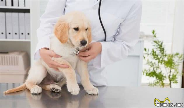 “拉布拉多犬”的标准体重是多少？