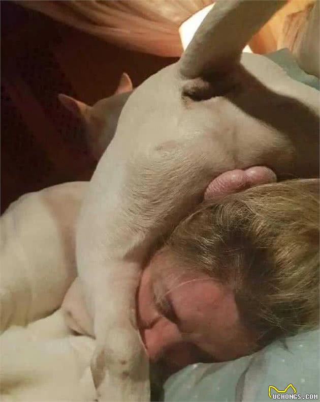 狗狗这个6部位碰不得，让碰说明你对它很重要！