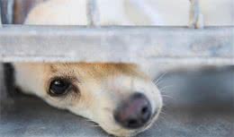 狗狗也有自己的小性子，它的心情变得不好，多是因为这3个原因