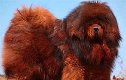 看多了萌宠爱狗，带你了解下世界8大凶猛犬种，见到尽可能躲远点