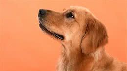 金毛犬有黑色的吗毛色并不是区分的标准
