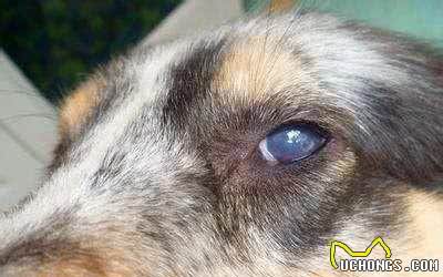犬八联疫苗预防疾病的介绍