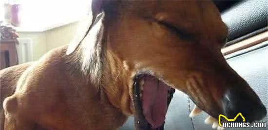 犬八联疫苗预防疾病的介绍