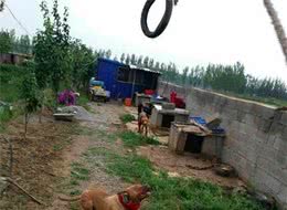 战犬界的常胜将军比特犬到底有多厉害？宠主你就偷着乐吧