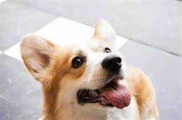 据说养柯基犬的人都逃不过这八大魔咒，喜欢柯基犬的朋友们点进来
