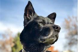 癌症离小动物不远了，救援犬因身患癌症离世，只因错过救命药