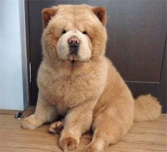 中国十大犬种之松狮犬