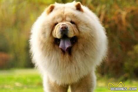 中国十大犬种之松狮犬