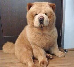 中国十大犬种之松狮犬