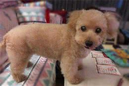 想让狗狗的食物中更有营养，能够试试加美味甜糯的南瓜