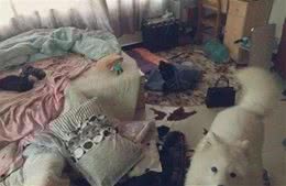狗狗喜欢乱咬怎么办？—小课堂大学问！