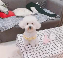 狗狗的卫生问题不可忽视，卫生不达标，极可能影响到狗狗健康