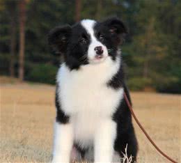 怎么教狗狗坐下？训练狗狗坐下的有效方法