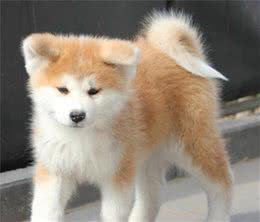 新手想养秋田犬—能够从哪几个方面做功课