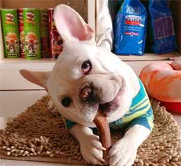 怎么挑选优质的犬粮？