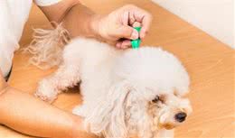 太可怕，狗狗身体有这6个症状，说明“身体全是虫”